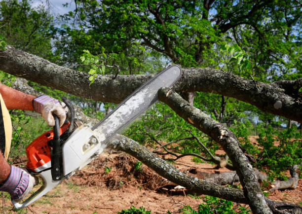 Best Tree Clearing Services  in Stapleton, AL